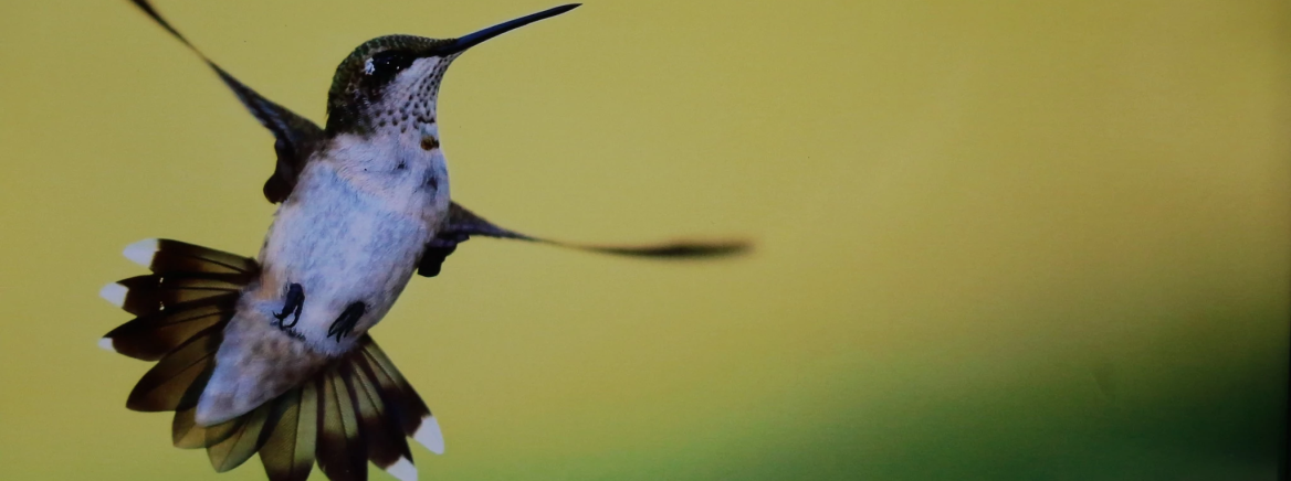Close-up of a hummingbird