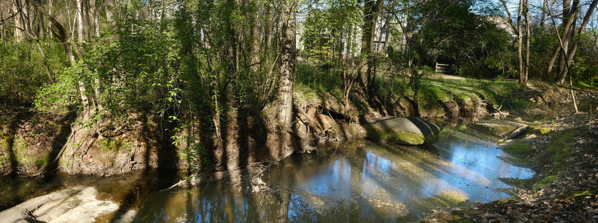 Big Rock Nature Preserve A river in a wooded area with a lot of thin trees.