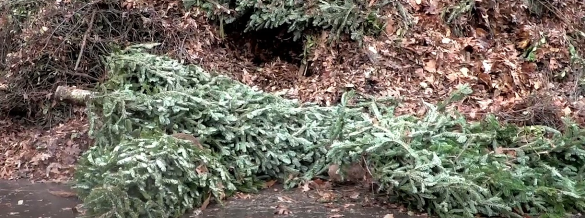 Christmas trees being recycled at a Mecklenburg County recycling center.